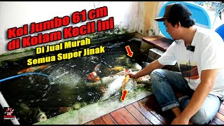 Koi Jumbo Murah part 2 - Koi Rawatan Kolam Filter