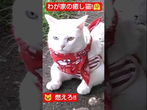 我が家の癒し猫!!😁燃えろ!!『太陽』【猫可愛い】【会津若松】The world of men is open now! My cat "Taiyou" Japan !【猫おもしろ】