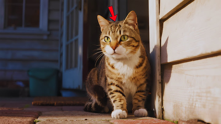 He Thought the Cat Wanted Food    But the Chip in Its Neck Revealed Another Story