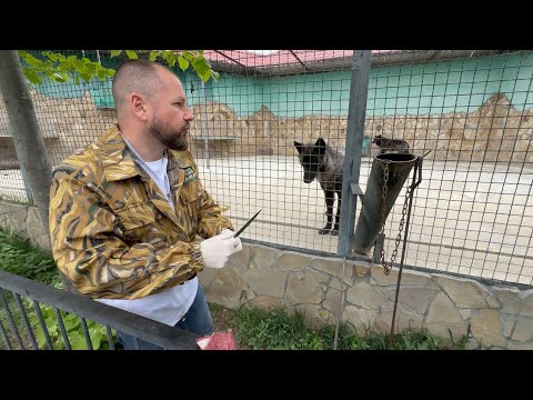 видео: Мы с доктором Василием ХИТРОСТЬЮ пытаемся дать нашим волкам таблетки!