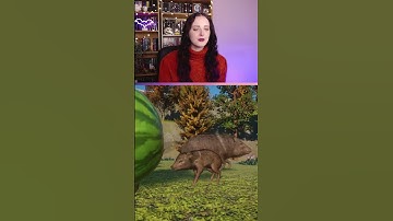 Collared Peccary Spotlight // Planet Zoo Free Update 1.15.2 #shorts