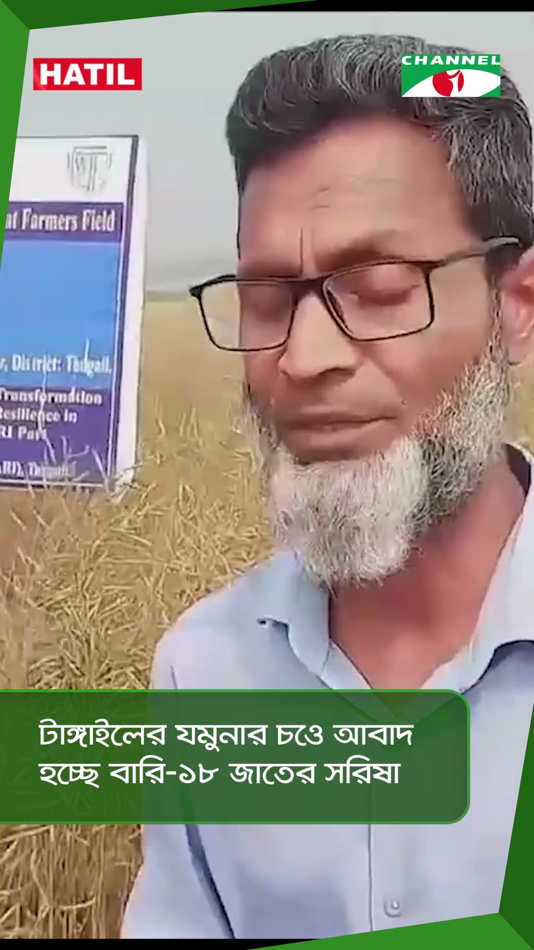 টাঙ্গাইলের যমুনার চওে আবাদ হচ্ছে বারি-১৮ জাতের সরিষা || Channel i News