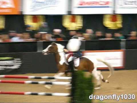 Animal Planet Sporthorse Cup: Phase 1