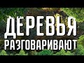 Деревья общаются на своем языке