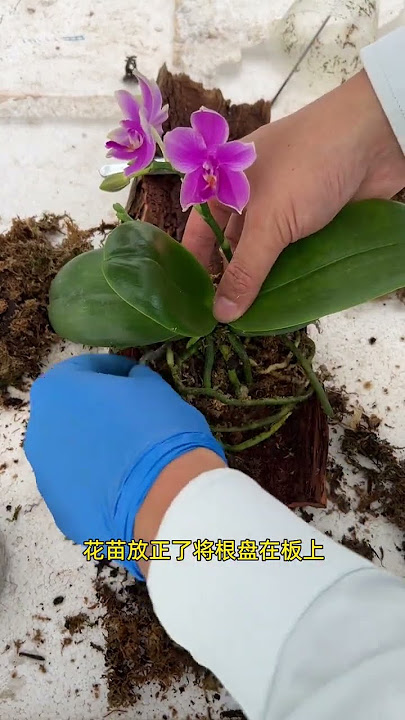 The best way to grow Phalaenopsis is to imitate its original state#Butterfly orchid#Plant-