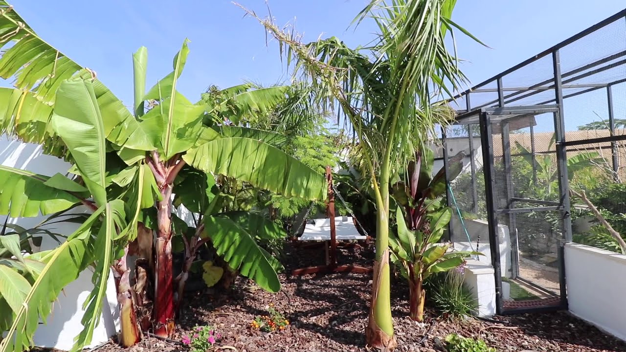 Bird Aviary And Tropical Garden Update Progress Photo Inspiration