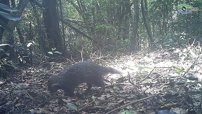 大型動物陷阱 套腳施放 Youtube 大型動物陷阱 套腳施放 Youtube