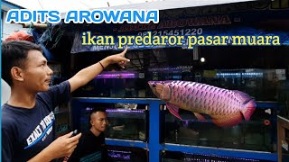 ADITS AROWANA Pasar Muara Bandung