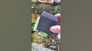 Bể cá vàng nước thì phải làm sao? Bí kíp dùng than hoạt tính cực đỉnh #notashopvn #aquarium #fish