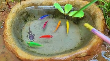 Động Vật Dễ Thương Nhiều Màu Sắc, Cá Chép, Cá Mập, Cá Vàng, Rùa, Baba, Vịt, Cá Bảy Màu,Betta,Cua,Rắn