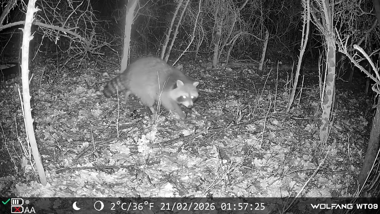 Was tut sich vor den Wildkameras?/ Mit Wildschwein, Fuchs & Dachs