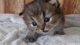 Cutest Kittens EVER! Adorable Compilation