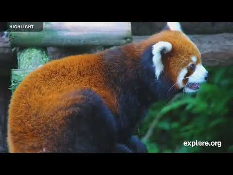 Red Pandas | 2024 Highlights