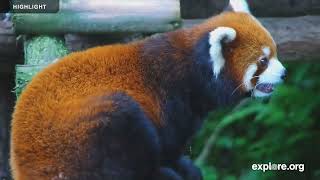 Red Pandas | 2024 Highlights