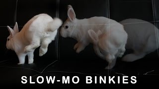 Slow Motion Bunny Binkies [1080p]