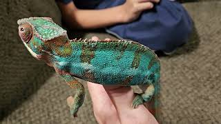 Archer our Panther Chameleon