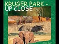Kruger park - up close