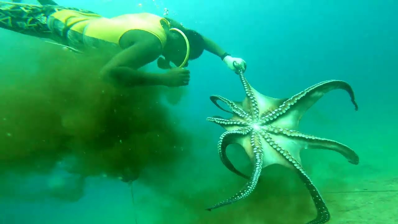 ஆழ்கடலில் பேய் கனவா பிடிக்கும் அற்புதமான காட்சி | Underwater octopus catching