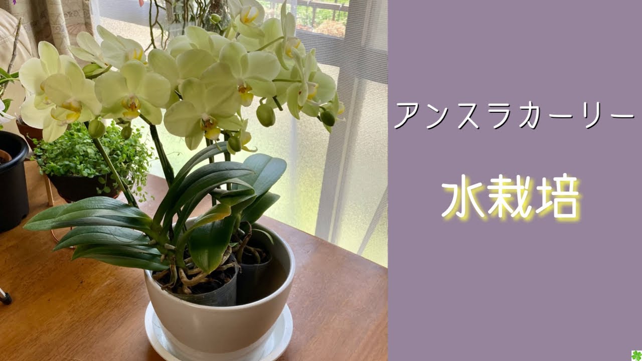 Natural Orchid 蘭 Youtube Channel Analytics And Report Powered By Noxinfluencer Mobile