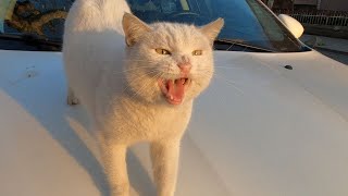 Angry White Cat Has So Much to Say