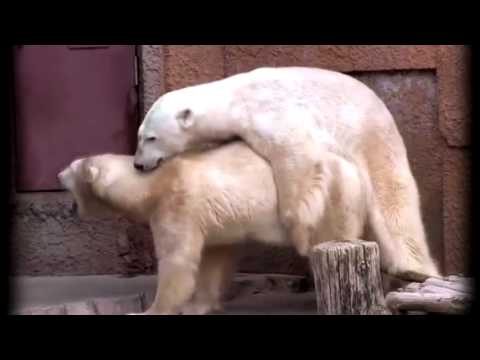 Video: Medvedje Jagodičje - Koristne Lastnosti In Uporaba Medvedjega Jagodičja, Kontraindikacije Medvedjega Jagodičja