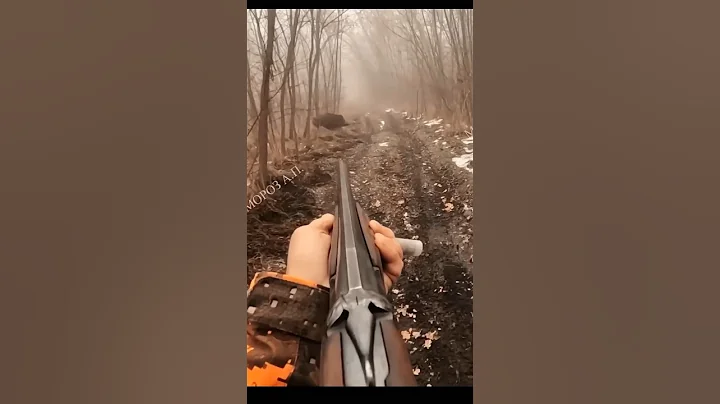 идеальный выстрел отличная охота на дикого кабана#chasse#загоннаяохота#jabali#cinghiale