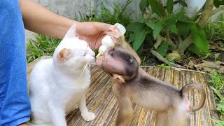 Mobi gets an g ry when the cat drinks his milk