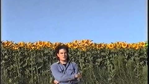 U2 - One - Mark Pellington "Sunflower" version