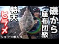 【驚愕】陸から超巨大ヒラメが釣れた！ライトショアジギング　【座布団ヒラメ】