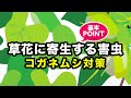 草花に寄生する害虫 コガネムシ