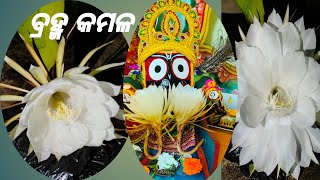 || Brahma kamal Flower || In Full Bloom At A House In BARBIL || Mysterious Flower ||ODIA(NightQueen)