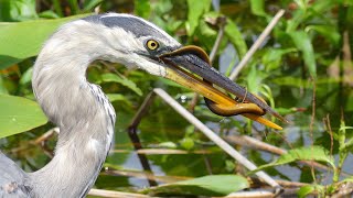 BIRDS' PATIENT HUNT FOR FOOD