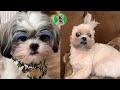  shih tzu  cute and funnys compilations 5  petlovers ph