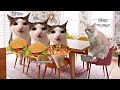 Cat memes cat family road trip compilation