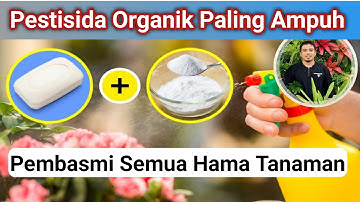 Pestisida Organik Paling Kuat Untuk Semua Hama Tanaman, Cara Membuat Pestisida Organik Paling Ampuh!