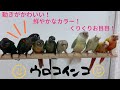 【えとぴりかFUKUOKA】個性豊か！動きがかわいい！【ウロコインコ】