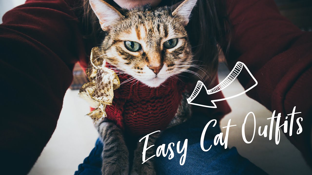 DIY Cat Clothes NO SEWING Needed 