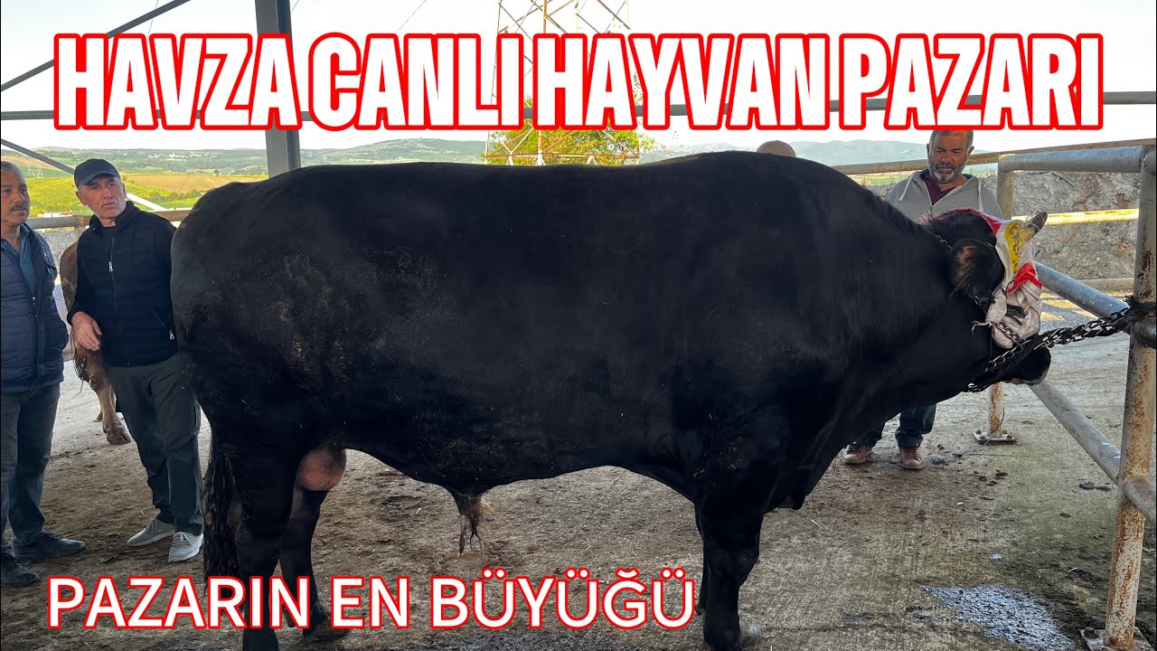 SAMSUN HAVZA CANLI HAYVAN PAZARI