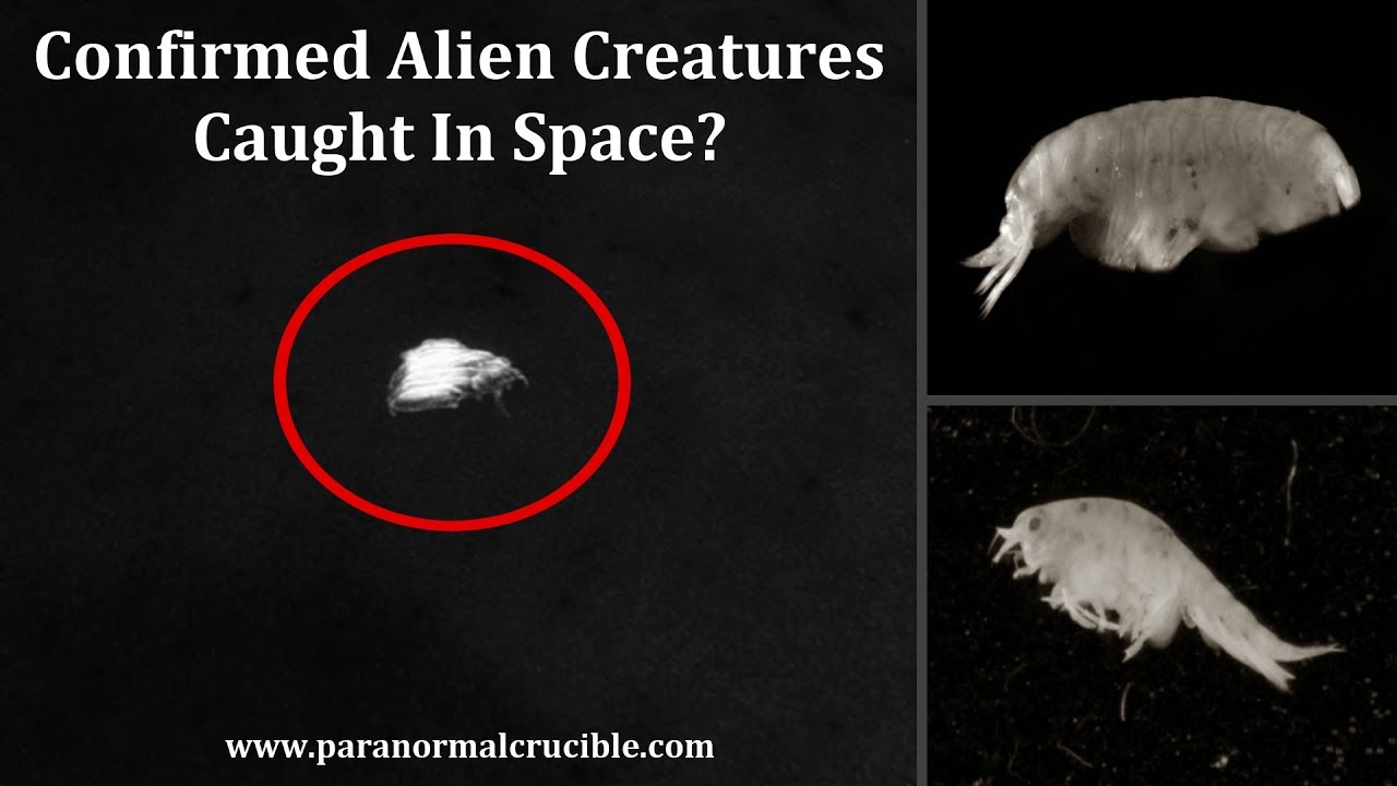 Confirmed Alien Creatures Caught In Space? YouTube
