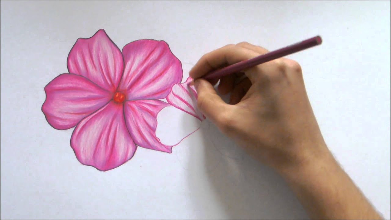 How To Draw A Flower-Color Pencil Drawing - YouTube