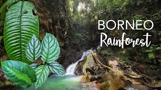 Visiting God's Garden | See AMAZING Aroids & Other Plants that no one is talking about - Sabah