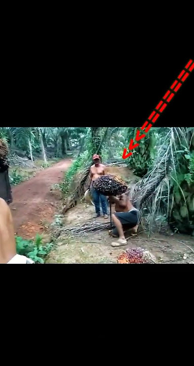 Sedih,,,!!! Angkat Buah Sawit Besar Demi Se Suap Nasi
