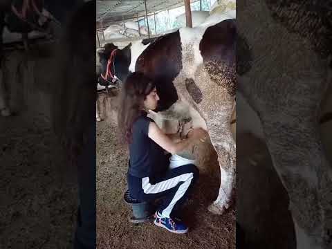 مين يعرف يحلب بقرة فولو بنات ستوريات