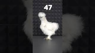 Как Растёт Цыпленок От 1 До 79 Дня