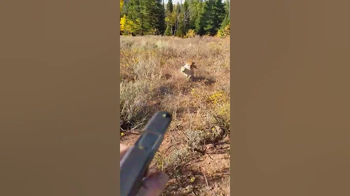 "Idaho Hunter Escapes Mountain Lion Attack with Warning Shots"
