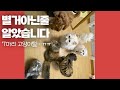 고양이털 별거 아니라더니 집안 꼴이 ㅋㅋㅋㅋㅋ ㅠㅠ  고양이 7마리 키우고 양심고백합니다..ㅜㅜ