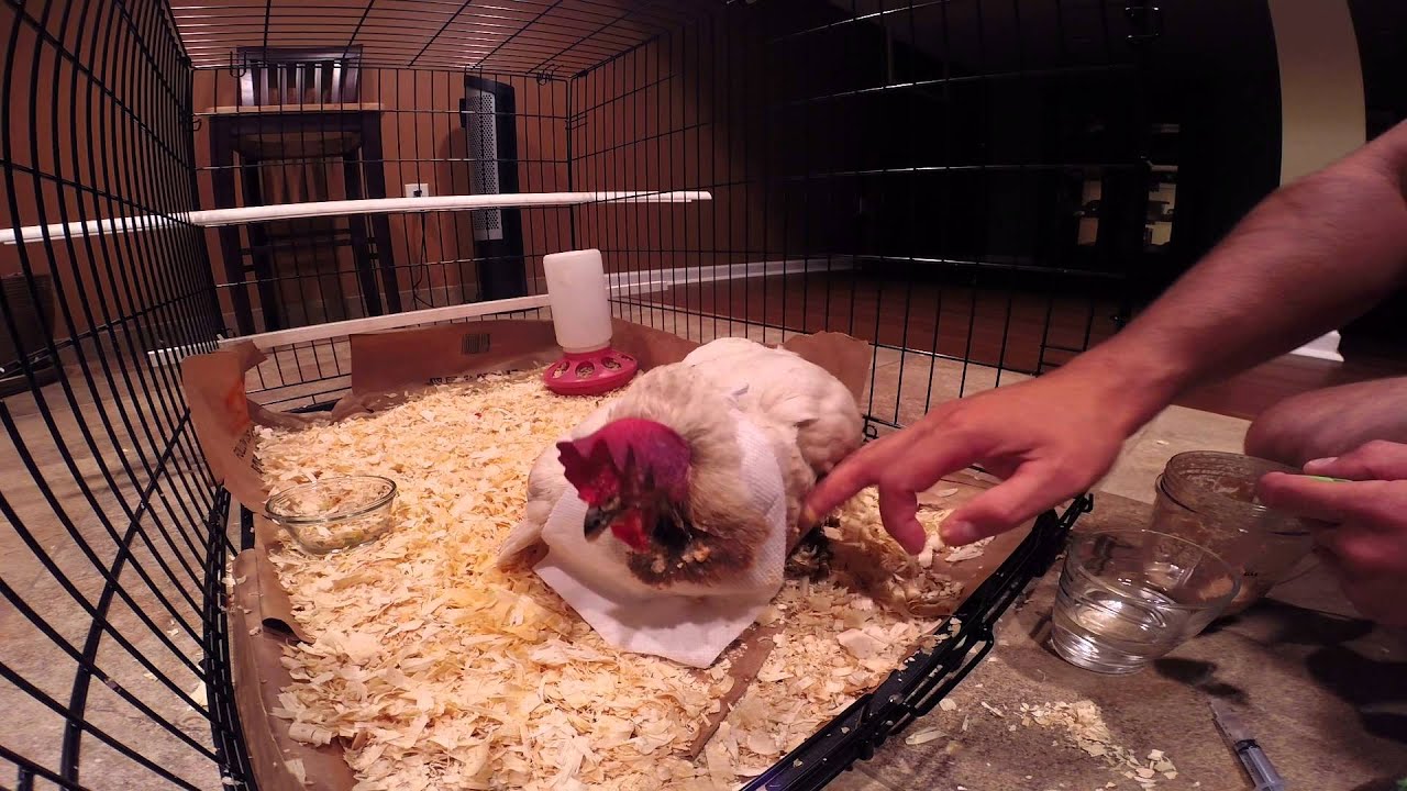 Hand Nursing and Feeding a Sick and Injured Chicken Suffering from a