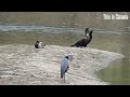 Did the great blue heron swim?