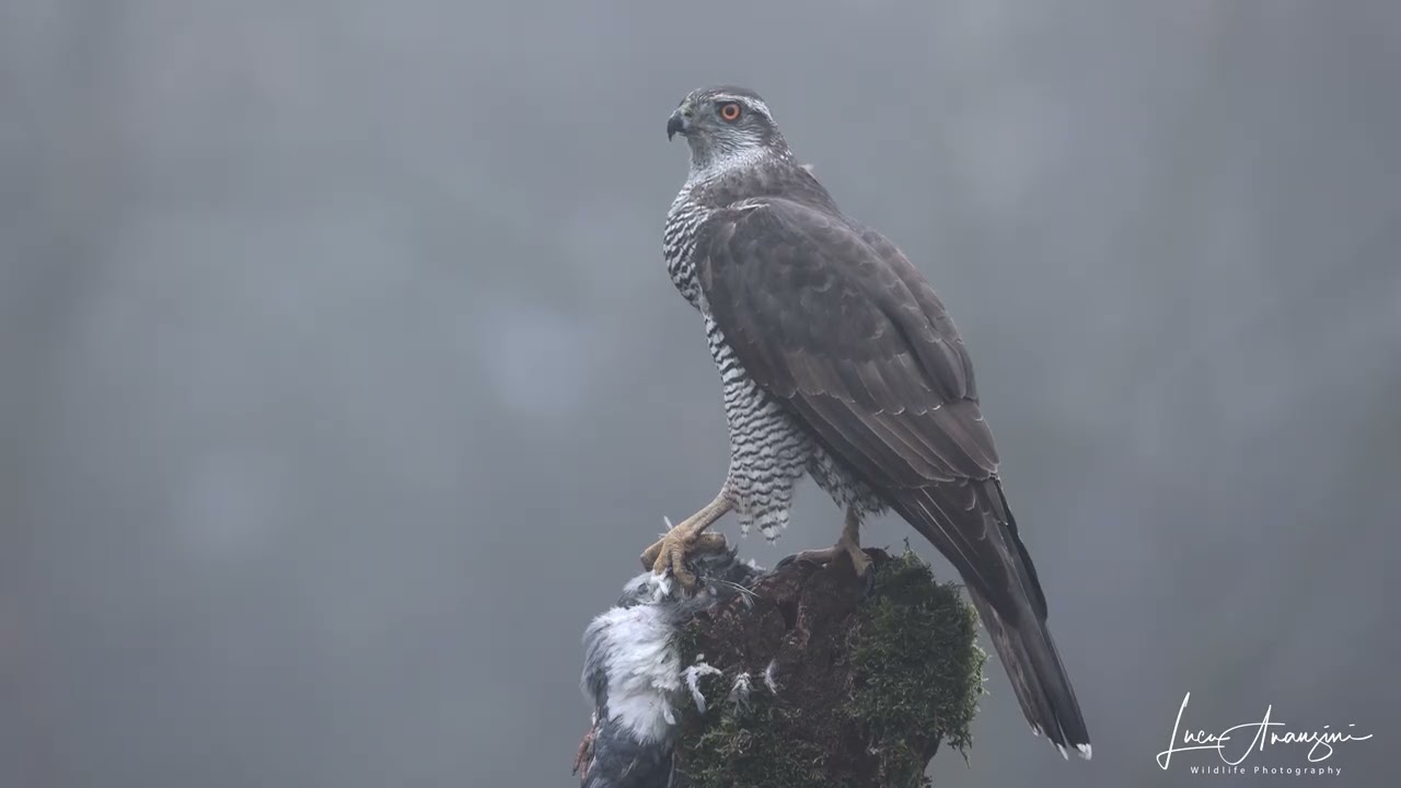 Foggy morning in the wood