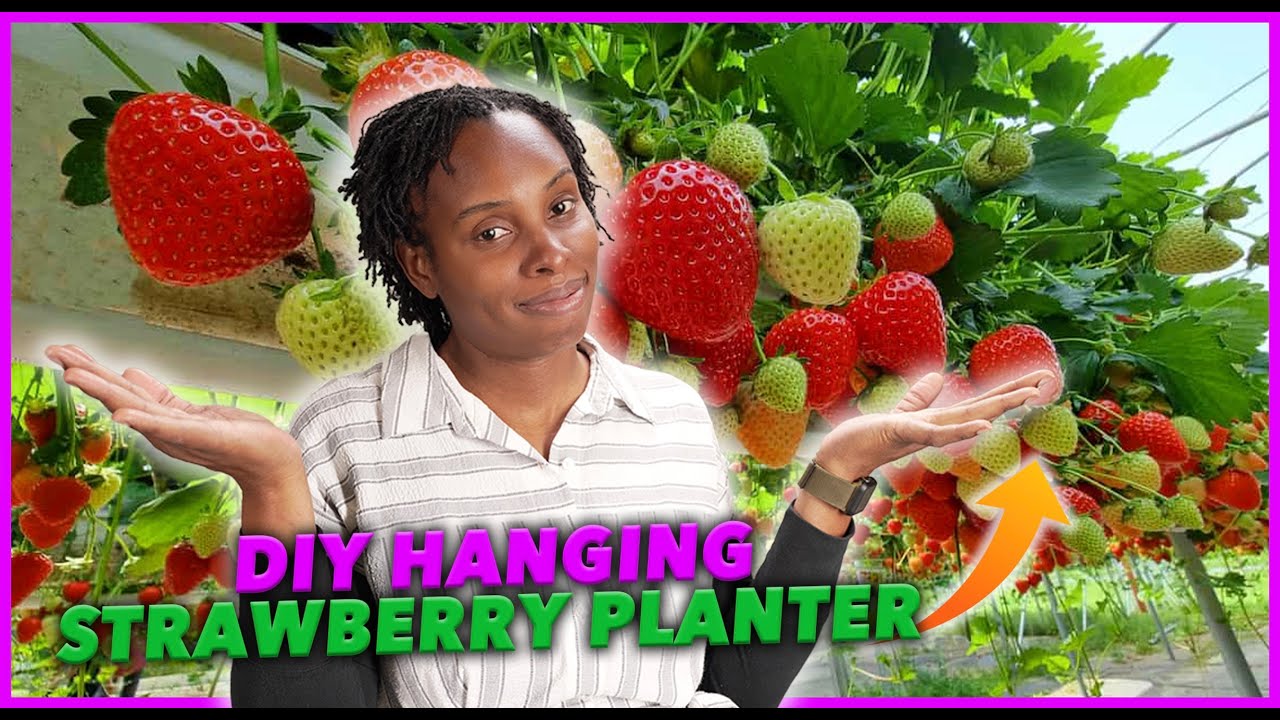 DIY Hanging Strawberry Planter | Save Money w/out Compromise | Quality  Build at Fraction of the Cost